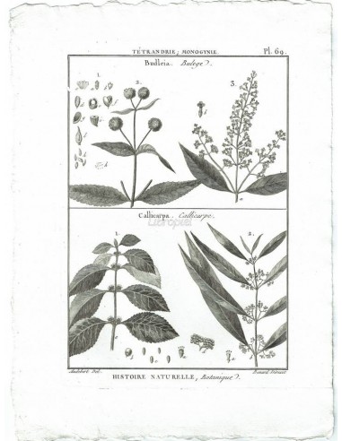 H. N. Botanique. Tétrandrie, Monogynie. Budleia, Bulege. (Pl.69)