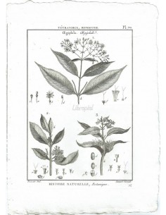 H. N. Botanique. Tétrandrie, Monogynie. Oegiphila, Oegiphile. (Pl.70)