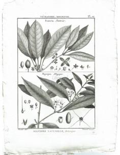 H. N. Botanique. Tétrandrie, Monogynie. Pouteria, Pouterier. (Pl.72)