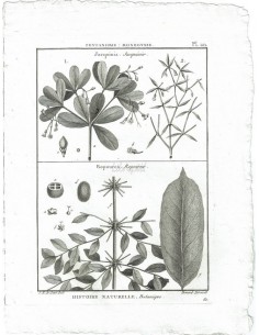 H. N. Botanique. Pentandrie, Monogynie. Jacquinia, Jacquinier, Ropourea, Ropourier. (Pl.121)