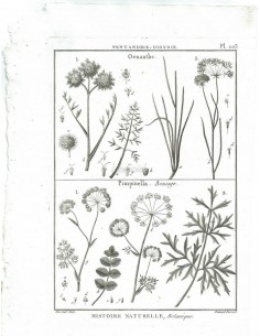 H. N. Botanique. Pentandrie, Digynie. Oenanthe. Pimpinella, Boucage. (Pl.203)