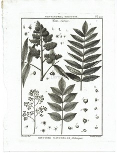 H. N. Botanique. Pentandrie, Trigynie. Rhus, Sumac. (Pl.207)