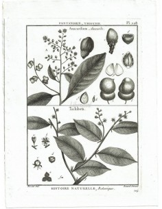 H. N. Botanique. Pentandrie, Trigynie. Anacardium, Anacarde. Tachibota. (Pl.208)