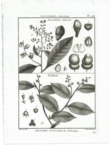 H. N. Botanique. Pentandrie, Trigynie. Anacardium, Anacarde. Tachibota. (Pl.208)