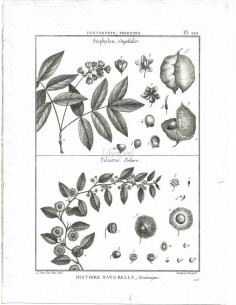 H. N. Botanique. Pentandrie, Trigynie. Staphylea, Staphilier. Paliurus, Paliure. (Pl.210)