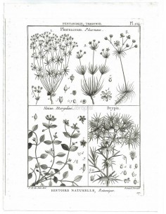 H. N. Botanique. Pentandrie, Trigynie. Pharnaceum, Pharnace. Alsine, Morgeline. Drypis. (Pl.214)