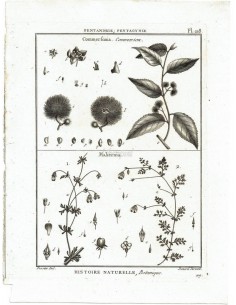 H. N. Botanique. Pentandrie, Pentagynie. Commerfonia, Commerson. Mahernia. (Pl.218)