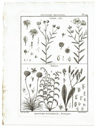 H. N. Botanique. Pentandrie, Pentagynie. Linum, Lin. Statice. (Pl.219)