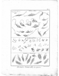 H. N. Vers Infusoires. Vibrion, Vibrio. Cyclide, Cyclidium. Paramecie, Paramoecium. (Pl.5)