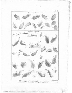 H. N. Vers Infusoires. Paramecie, Paramoecium. Kolpode, Kolpoda. (Pl.6)