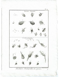 H. N. Vers Infusoires. Bursaire, Bursaria. Cercaire, Cercaria. (Pl.8)