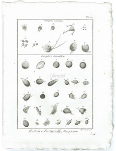 H. N. Vers Infusoires. Cercaire, Cercaria. Lucophre, Leucophra. (Pl.10)