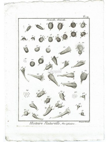 H. N. Vers Infusoires. Vorticelle, Vorticella. (Pl.19)